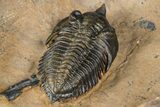Pseudocryphaeus (Cryphina) Trilobite - Lghaft, Morocco #381590-4